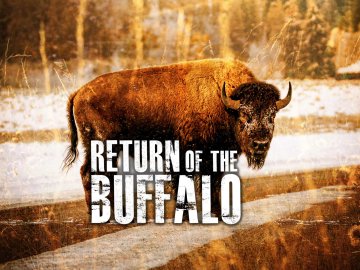 The Return of the Buffalo: Restoring the Great American Prairie
