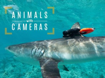 Animals With Cameras