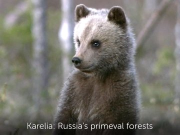 Karelia - Russia's Primeval Forests