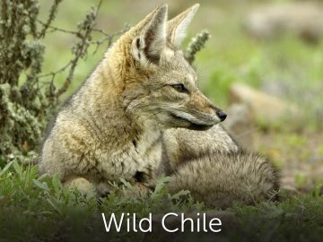 Wild Chile