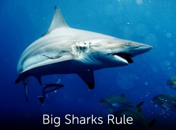 Big Sharks Rule