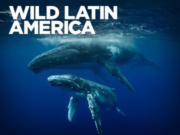 Wild Latin America