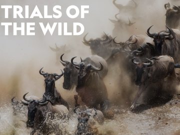 Trials of the Wild