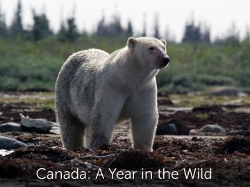 Canada: A Year in the Wild