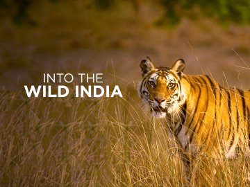 Into the Wild India