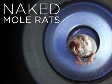 Naked Mole Rats