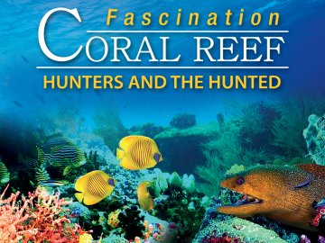 Fascination Coral Reef: Hunters and the Hunted