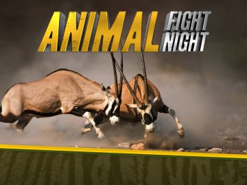 Animal Fight Night