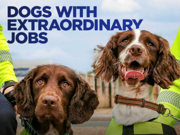 Dogs With Extraordinary Jobs