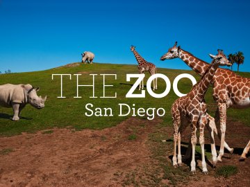 The Zoo: San Diego