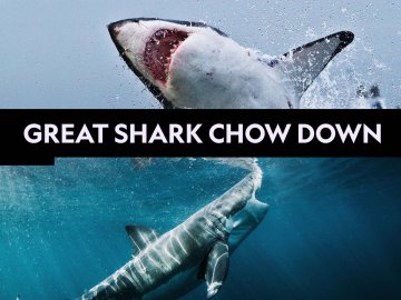 Great Shark Chow Down