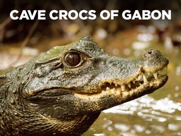 Cave Crocs of Gabon