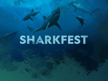 Sharkfest