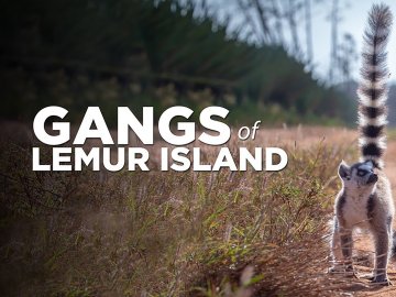 Gangs of Lemur Island