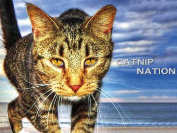 Catnip Nation