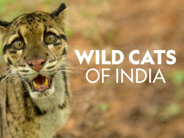 Wild Cats Of India