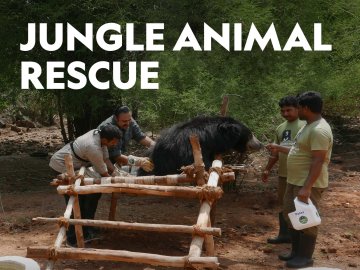 Jungle Animal Rescue