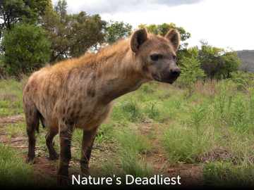 Nature's Deadliest