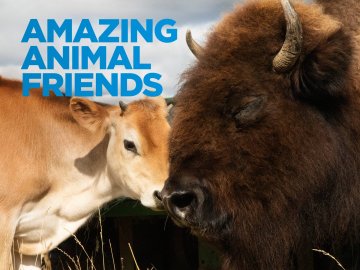 Amazing Animal Friends