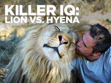 Killer Iq: Lion Vs. Hyena