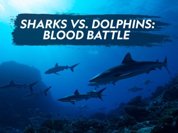 Sharks vs. Dolphins: Blood Battle