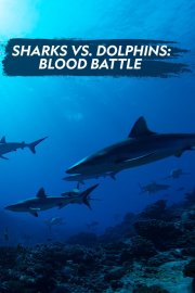 Sharks vs. Dolphins: Blood Battle