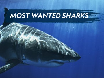 Most Wanted Sharks