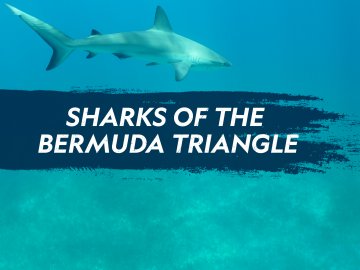 Sharks of the Bermuda Triangle