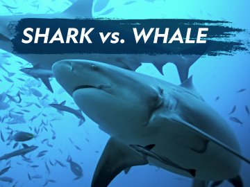 Shark vs. Whale