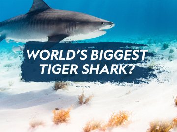 World's Biggest Tiger Shark?