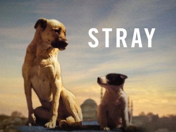 Stray