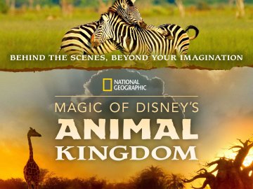 Magic of Disney's Animal Kingdom