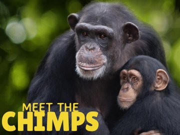 Meet the Chimps