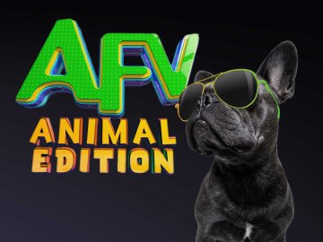 America's Funniest Home Videos: Animal Edition