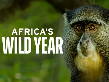 Africa's Wild Year