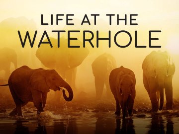 Life at the Waterhole